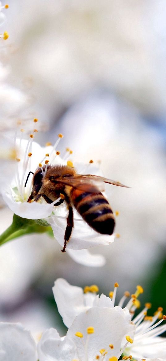 macro, bee, flower, pollination, white