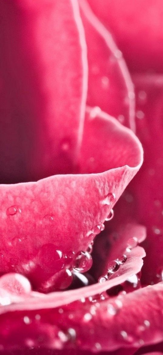 macro, pink, rose, flower, petals