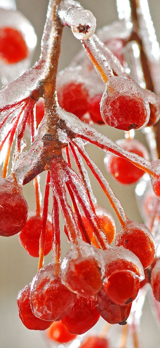 close-up, mountain ash, ice, red