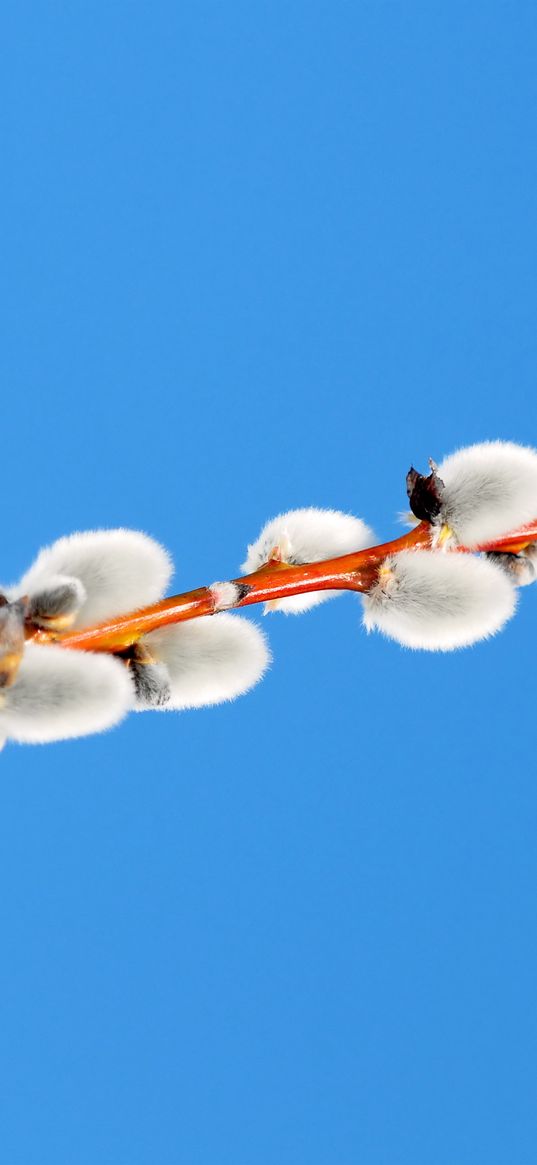 branch, sky, blue, willow