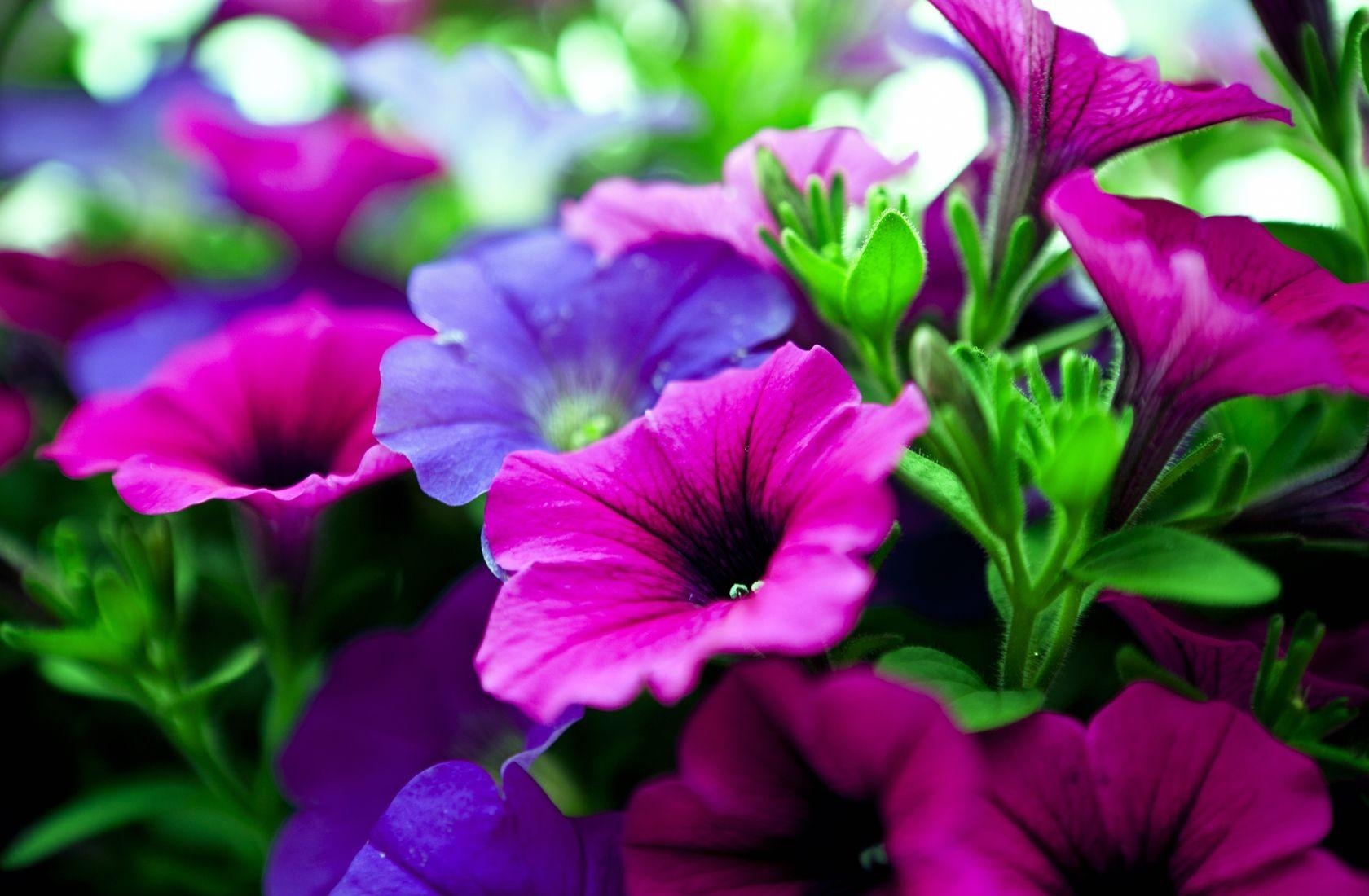 kalihobriya, flowers, bright, pink, purple, close-up