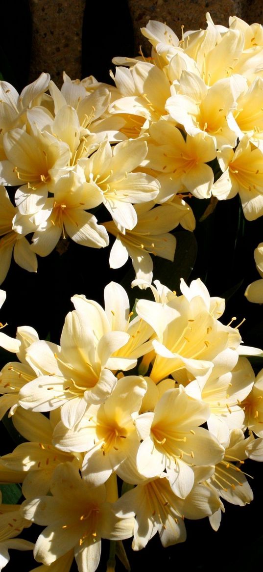 cleave, flowers, tender, leaves, dark background