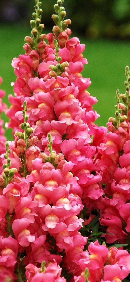 snapdragon, flowers, flowing, green