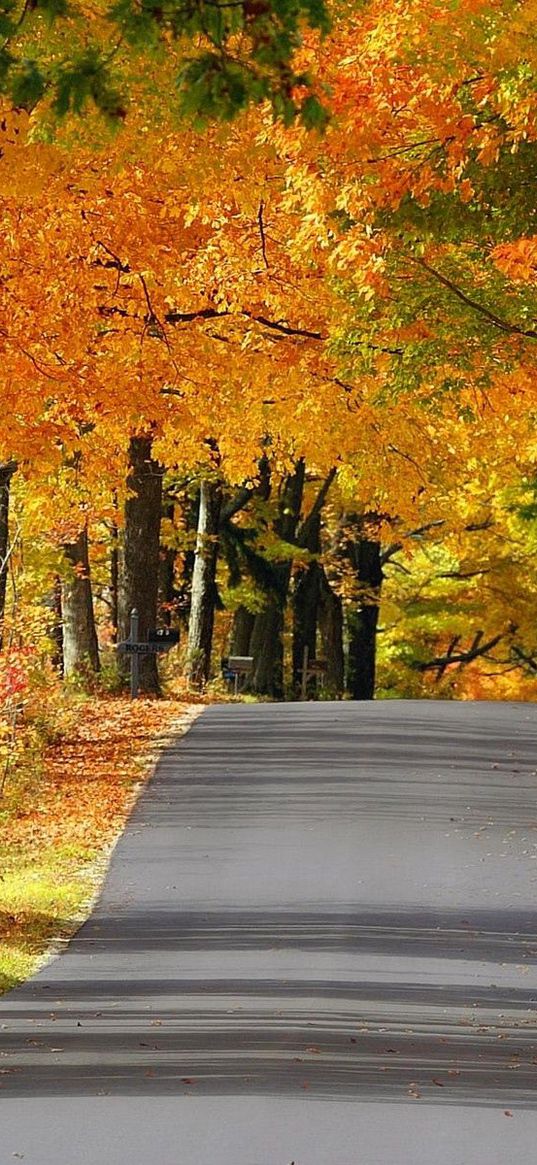 road, avenue, trees, asphalt, autumn, wisconsin