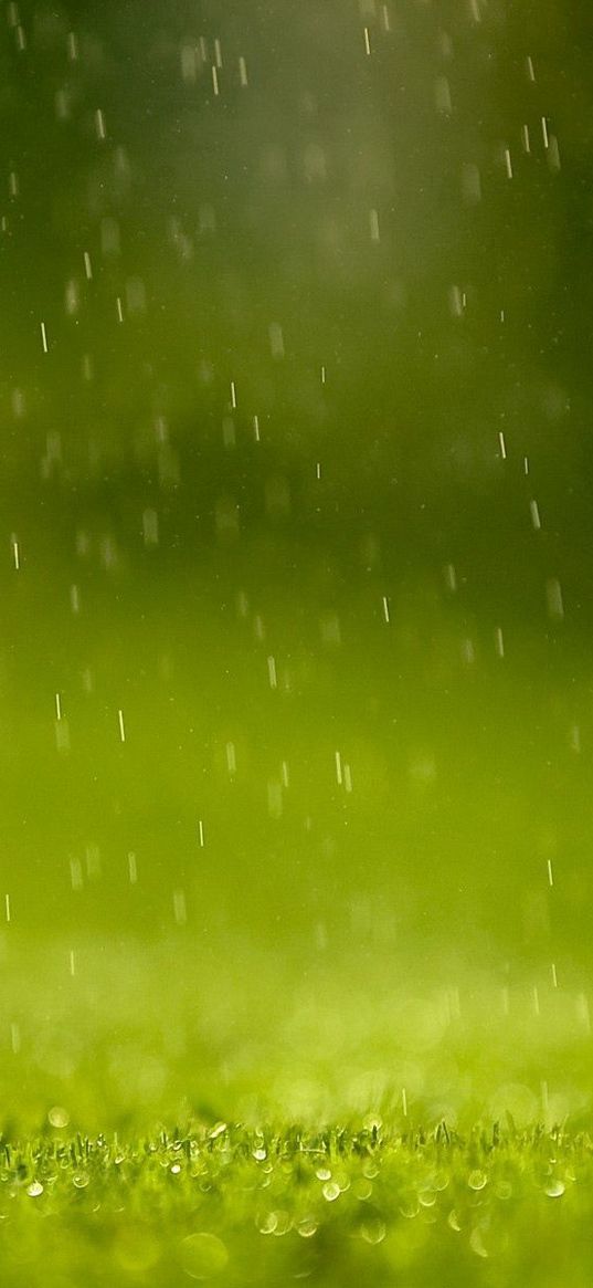 grass, drops, rain, macro