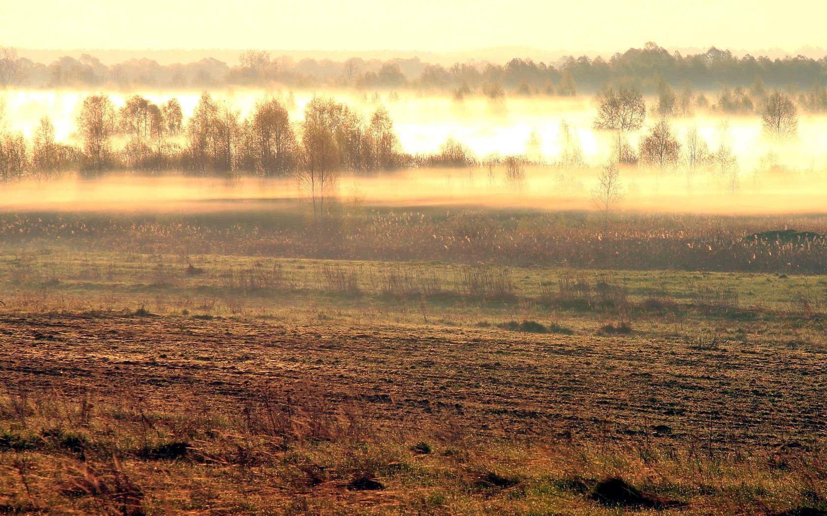 field, fog, morning, awakening