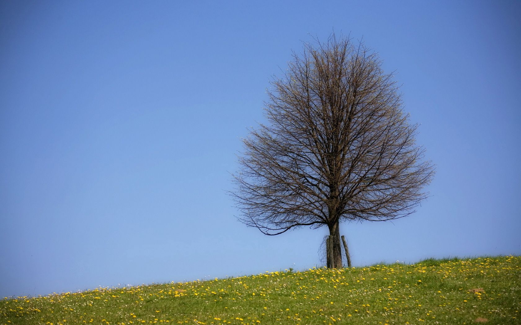 tree, naked, branches, field, summer