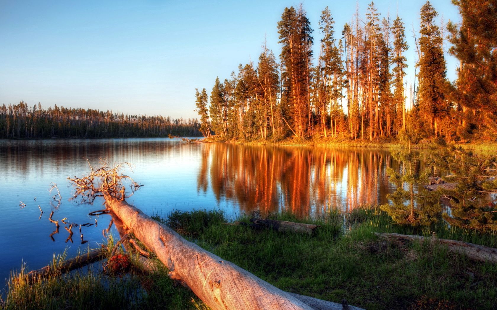 lake, evening, trees, log, water, light