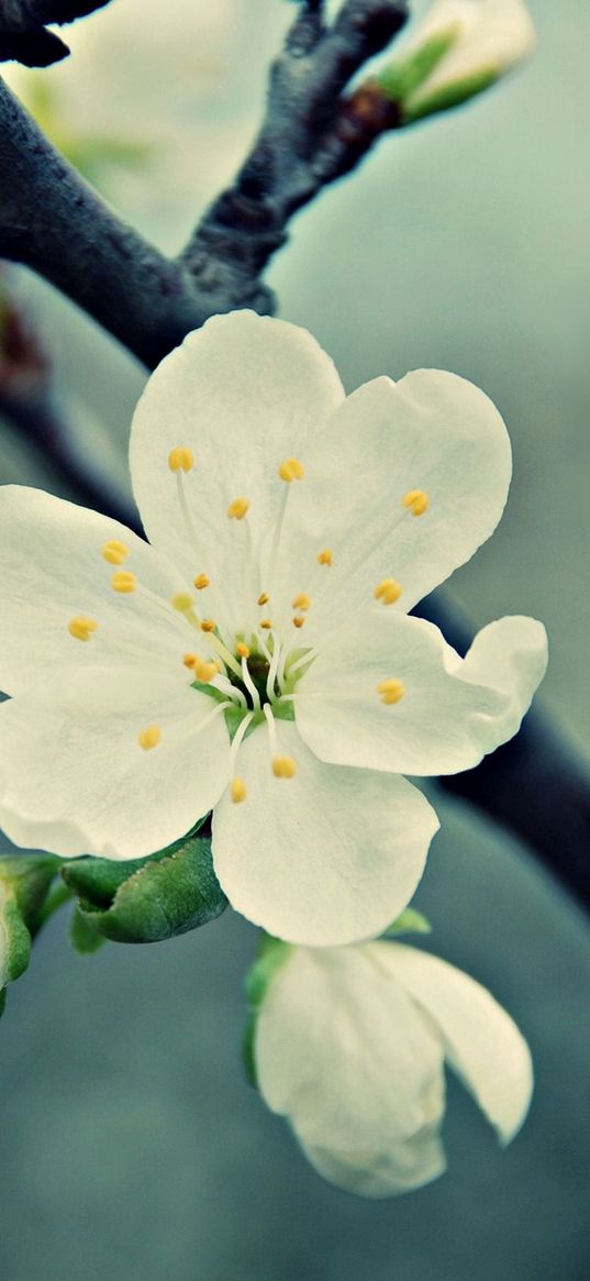 macro, flower, white, branch