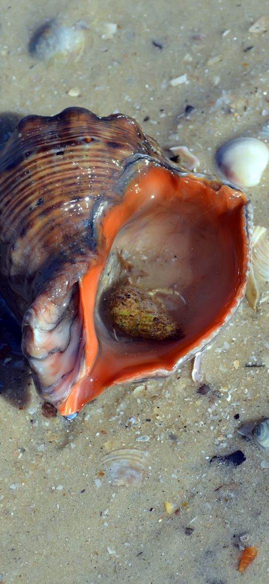 cockleshell, sink, beach, sand