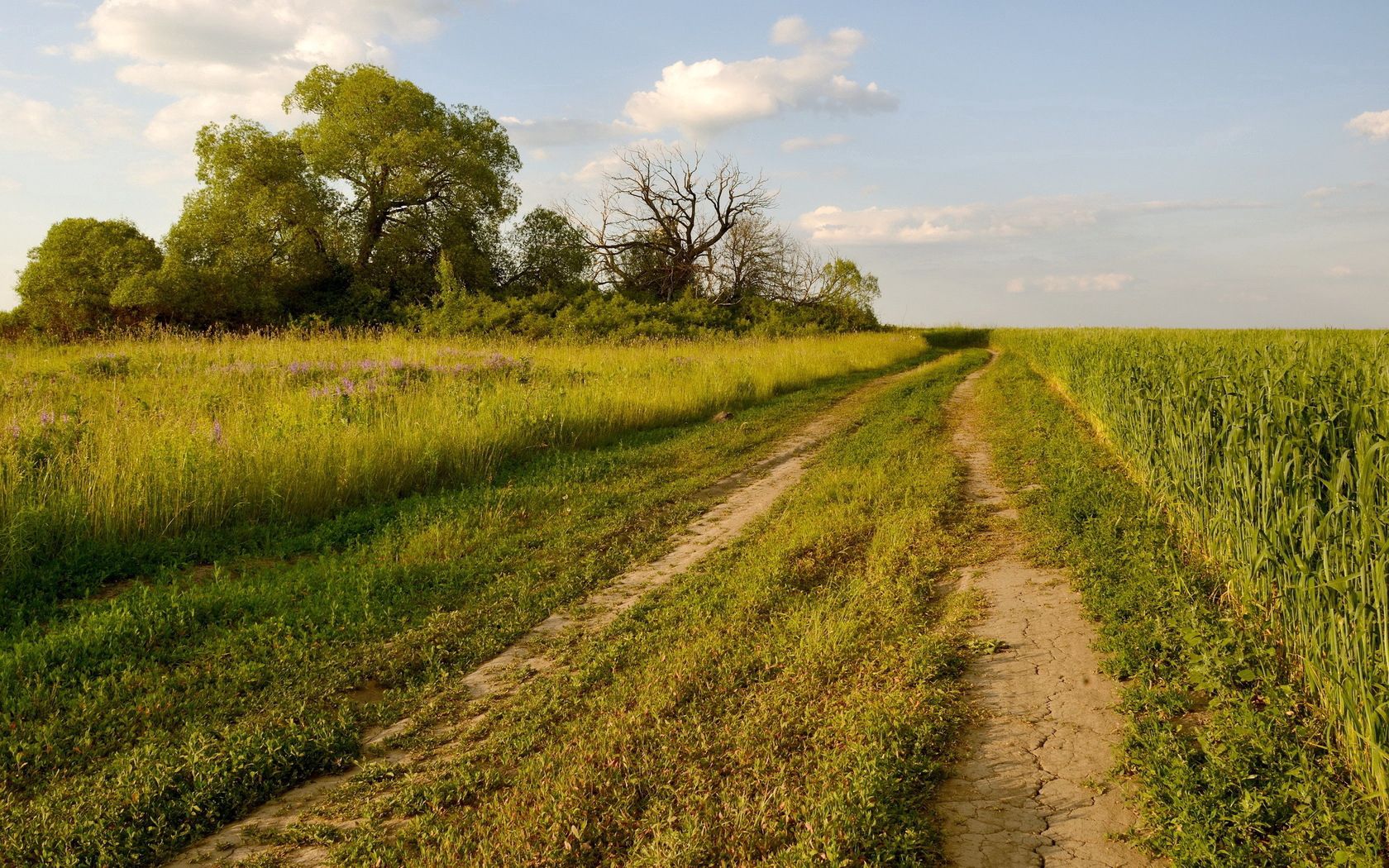 road, trees, track, green, field, summer