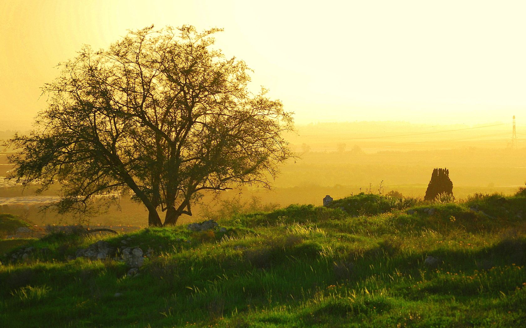 tree, branches, fog, morning, dawn, sun, awakening