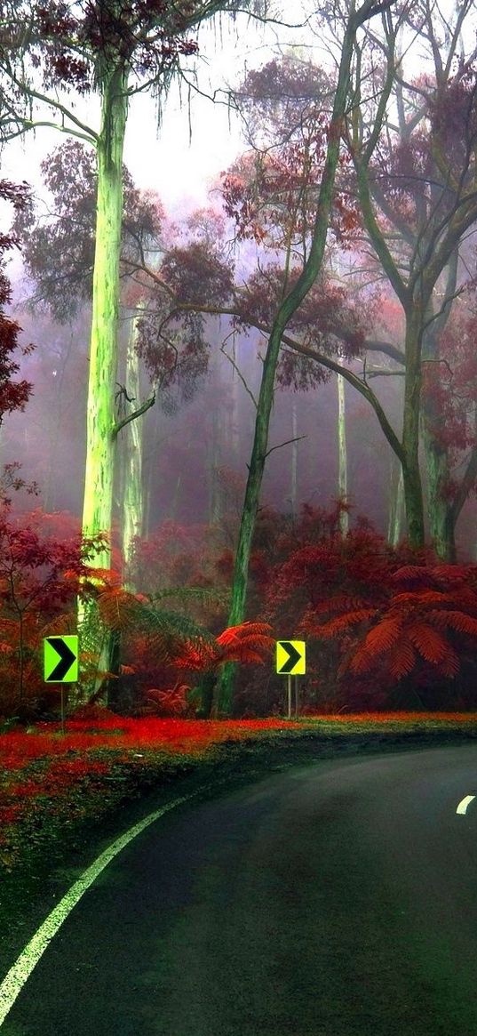 road, turn, trees, tree nursery, signs