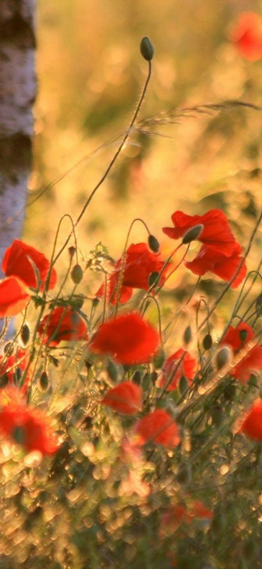 poppies, ears, summer, blurring