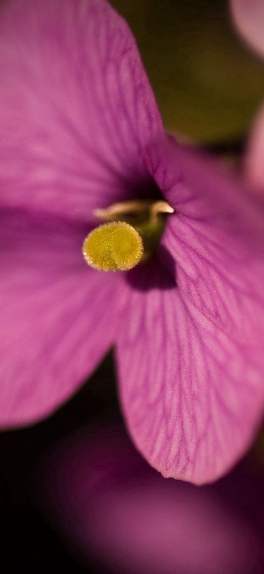 macro, flower, lilac, little