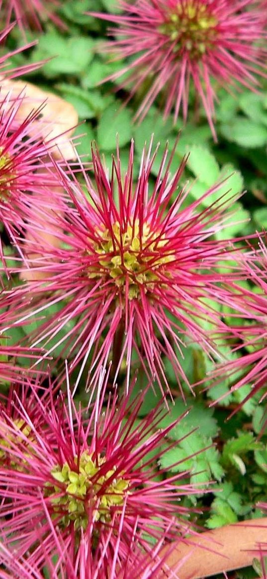 flowers, thorns, green, close-up