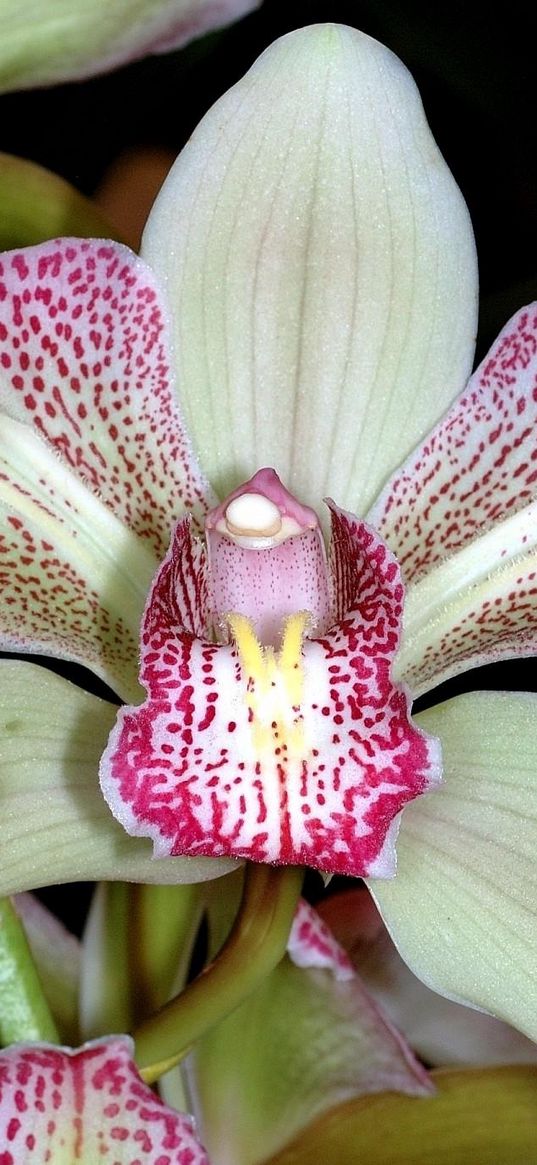 orchid, flower, thistle, close-up