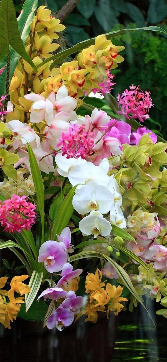 orchids, flowers, flower, water, exotic