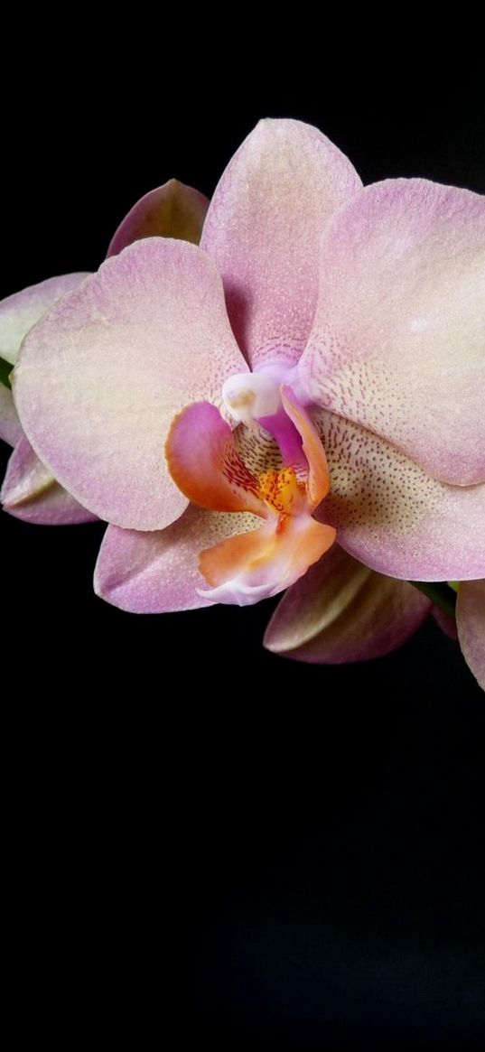 orchid, branch, flower, black background