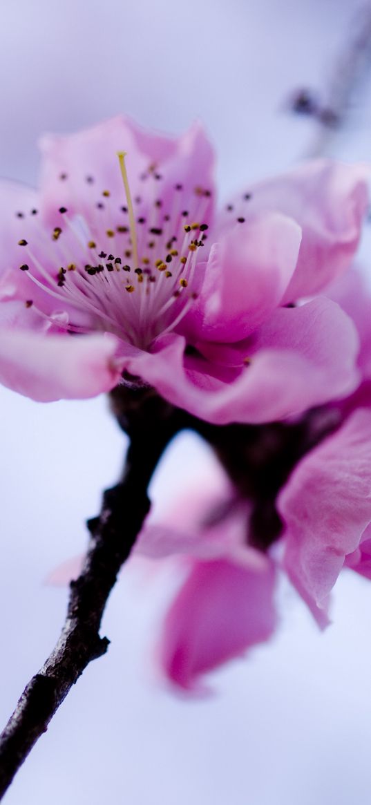 macro, flower, purple, branch