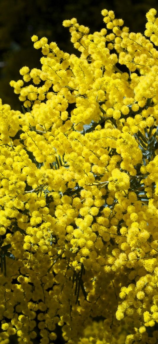 mimosa, branches, bushes, fluffy, bright, spring