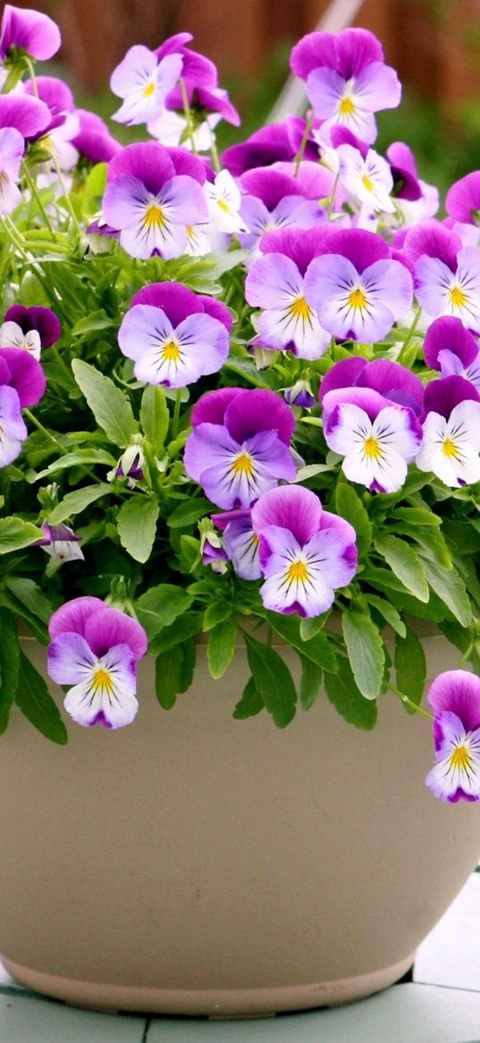 pansies, flowers, pots, table