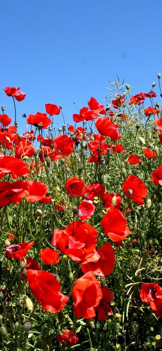 poppies, fields, green, sun, sky, summer