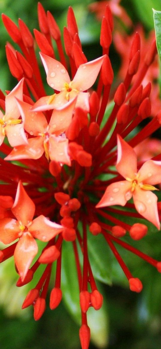 macro, flower, grass, green, orange