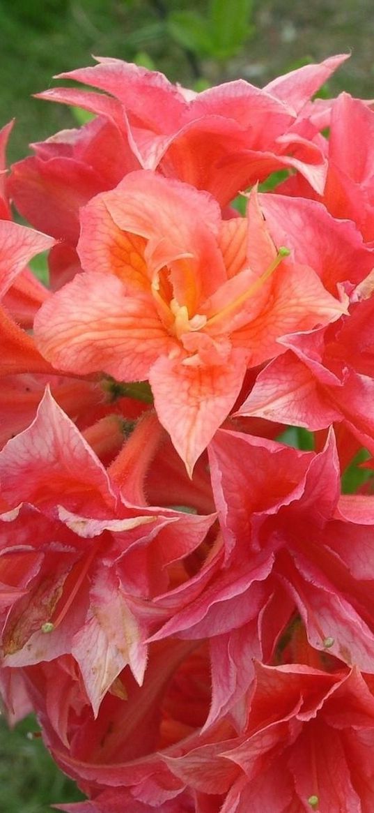 azaleas, bloom, branch, close-up