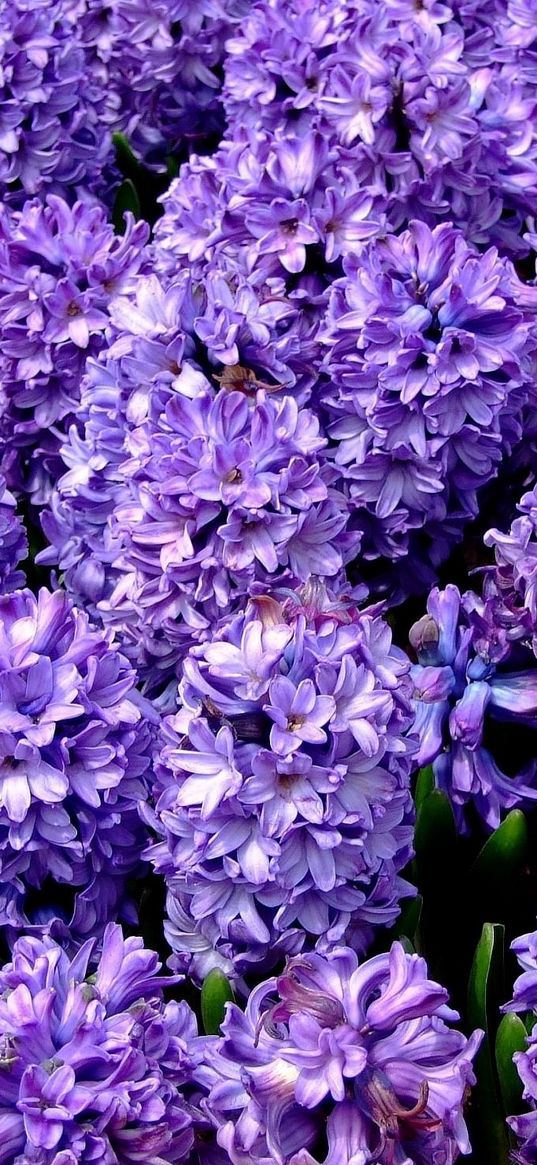 hyacinth, flower, flowerbed, spring, close-up