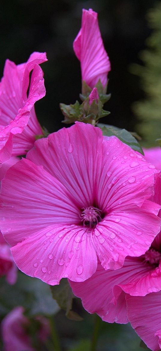 lavater, flowers, drops, flowerbed, close-up