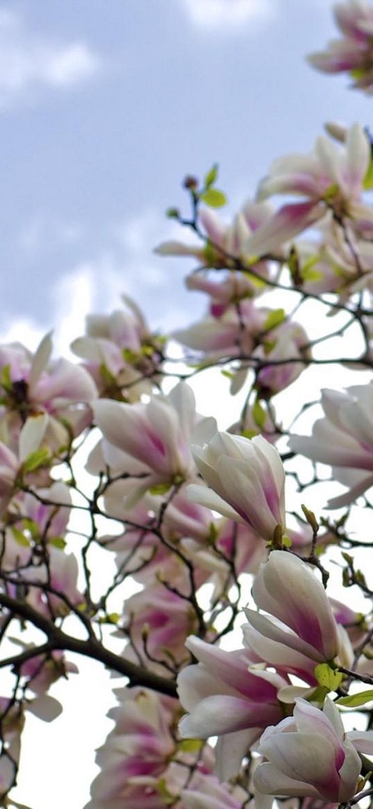 magnolia, shrubs, flowering, branches, sky