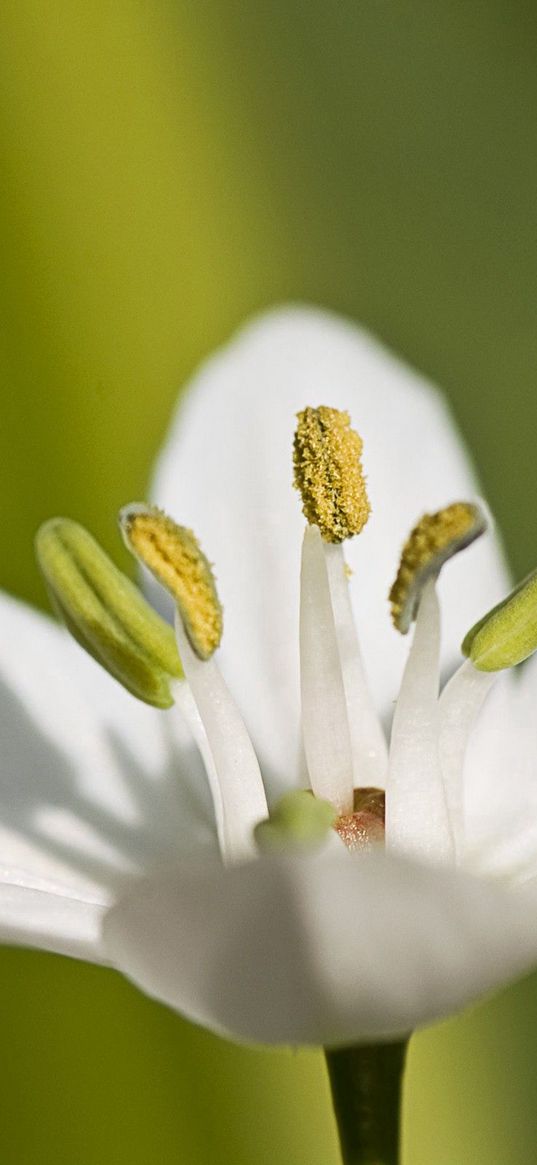 macro, flower, grass, pistil, white