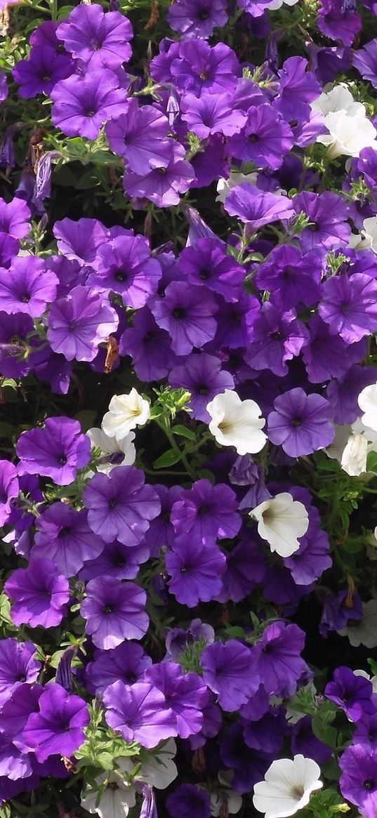 petunias, flowers, white, purple