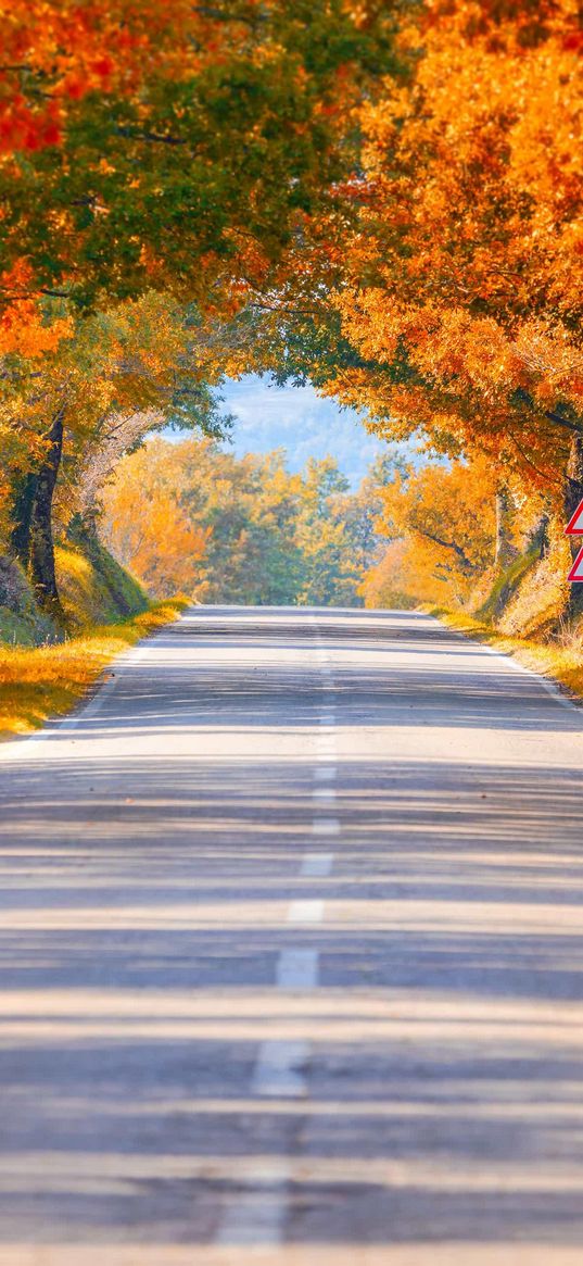 road, trees, arch, autumn, nature