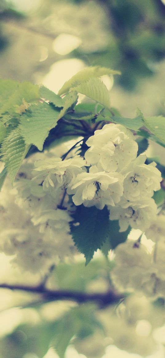 macro, flowers, white, branch