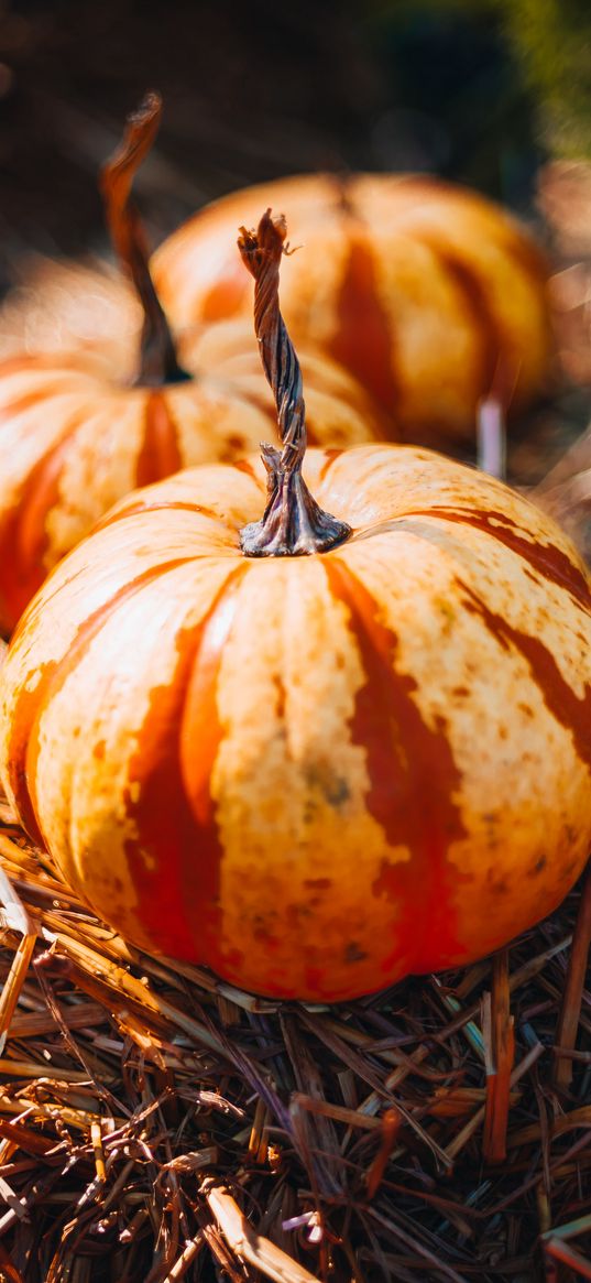 pumpkins, hay, autumn, macro