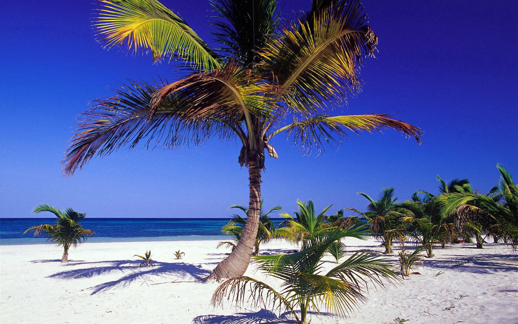 palm trees, coast, tropics