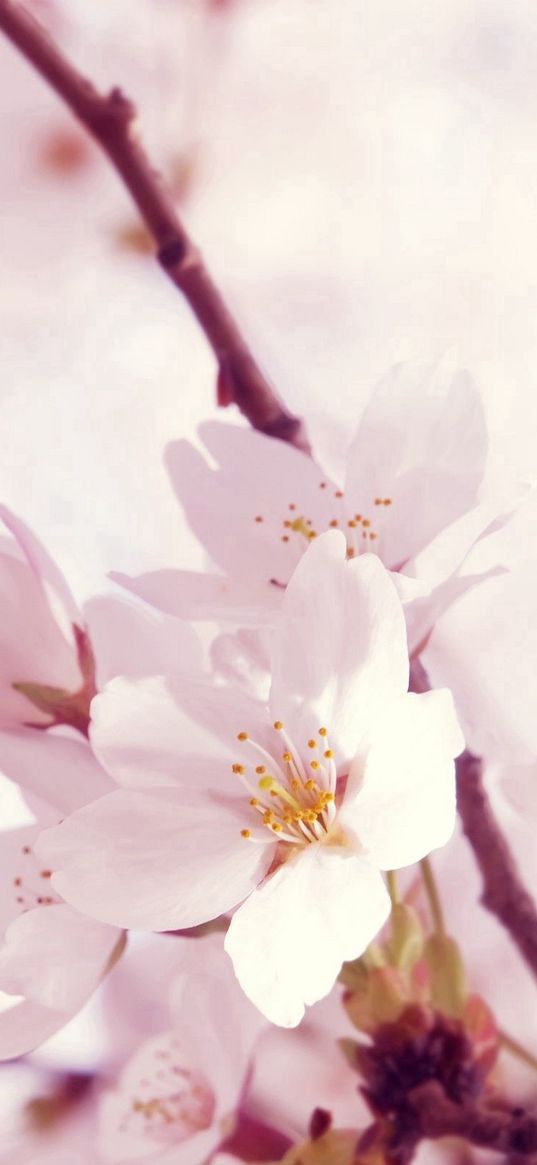 macro, flower, twig, pink, white