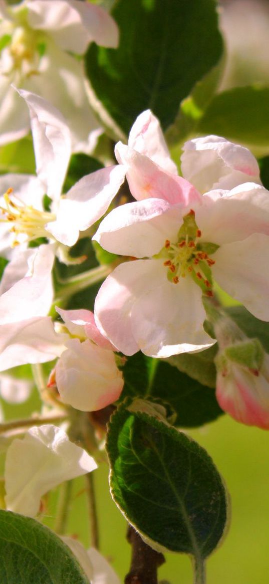 macro, flowers, green, pink, white, plant