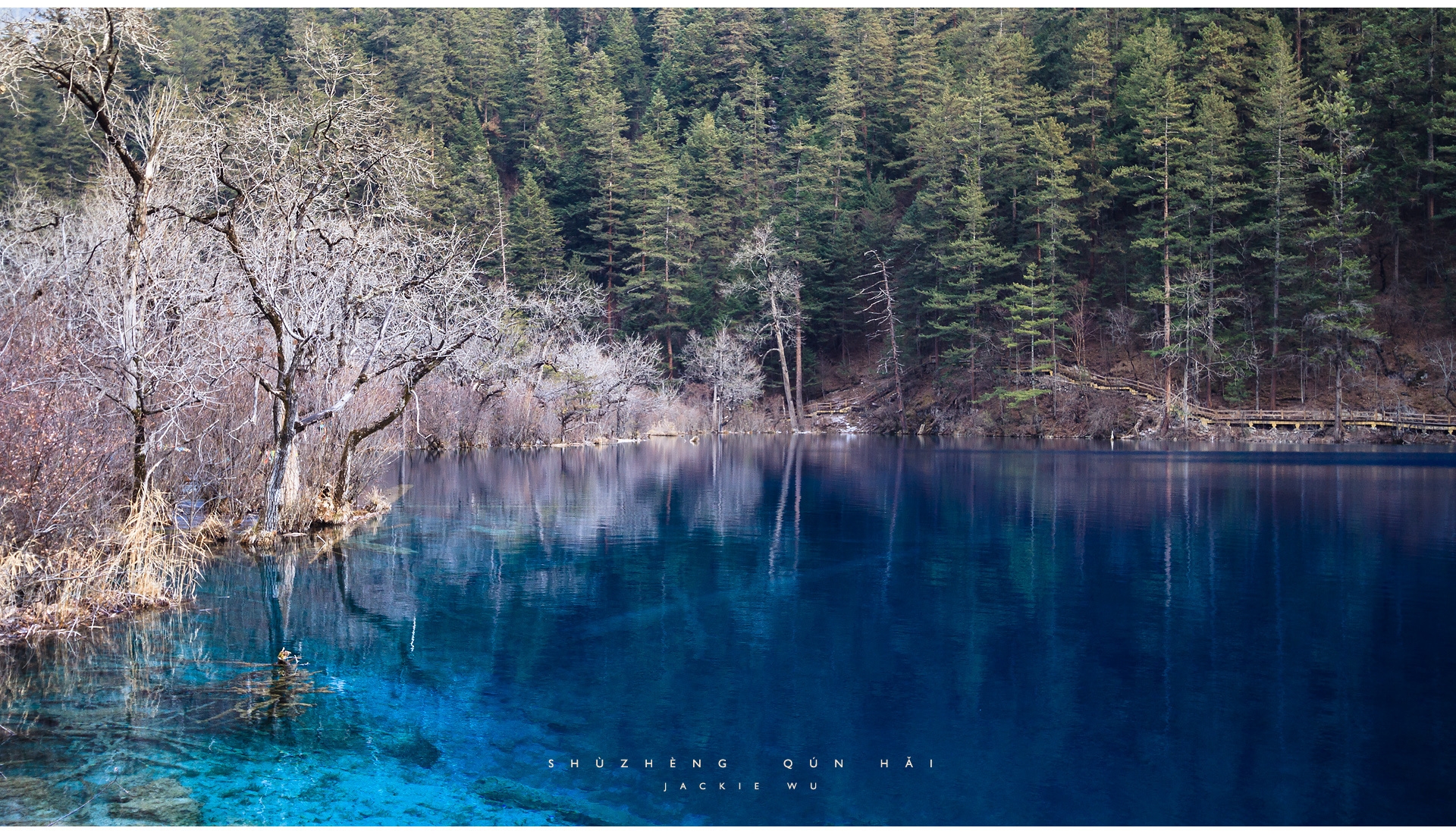 lake, blue water, transparent, wood, coast