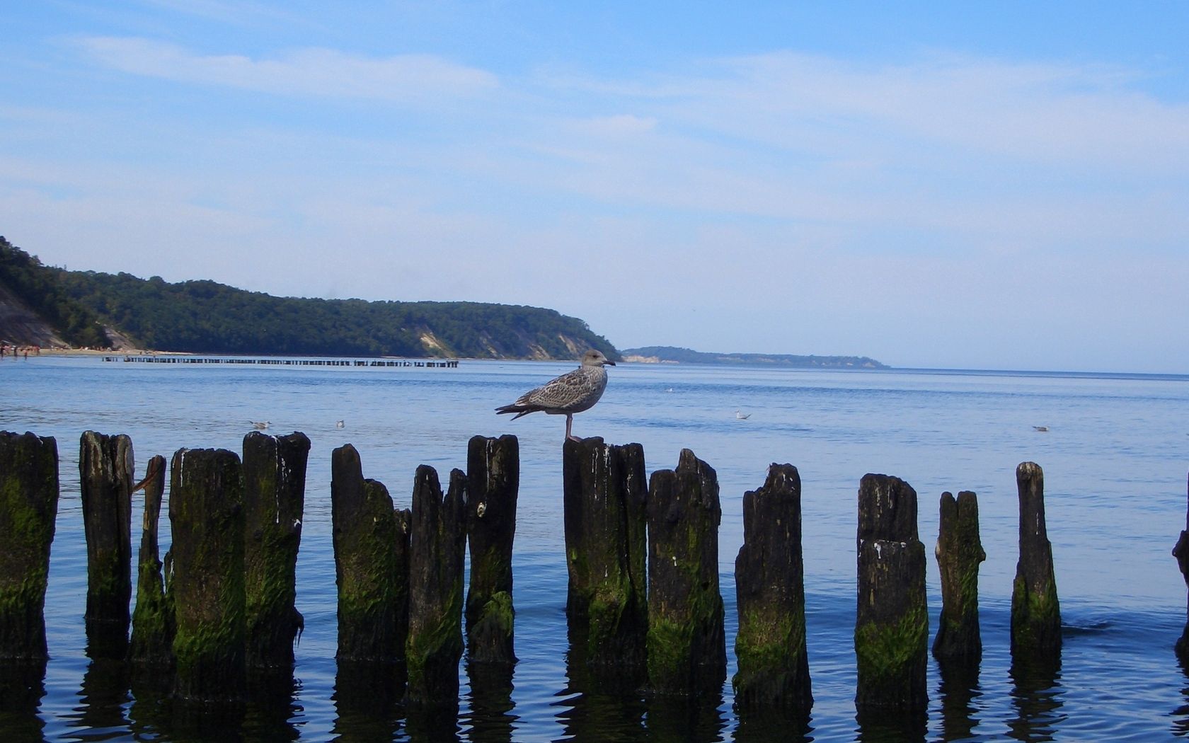 sea, bird, stubs, coast