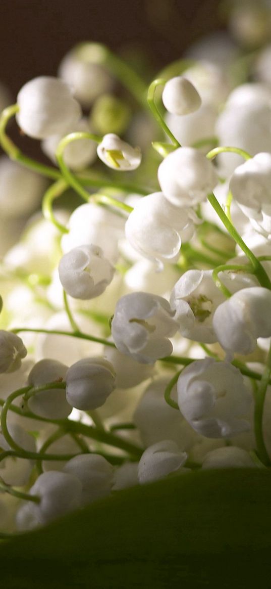 macro, flowers, muguet, white, green