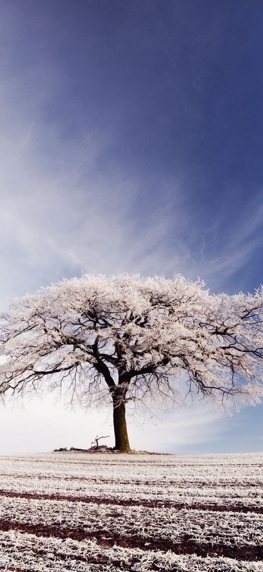 tree, lonely, hoarfrost, field, frosts