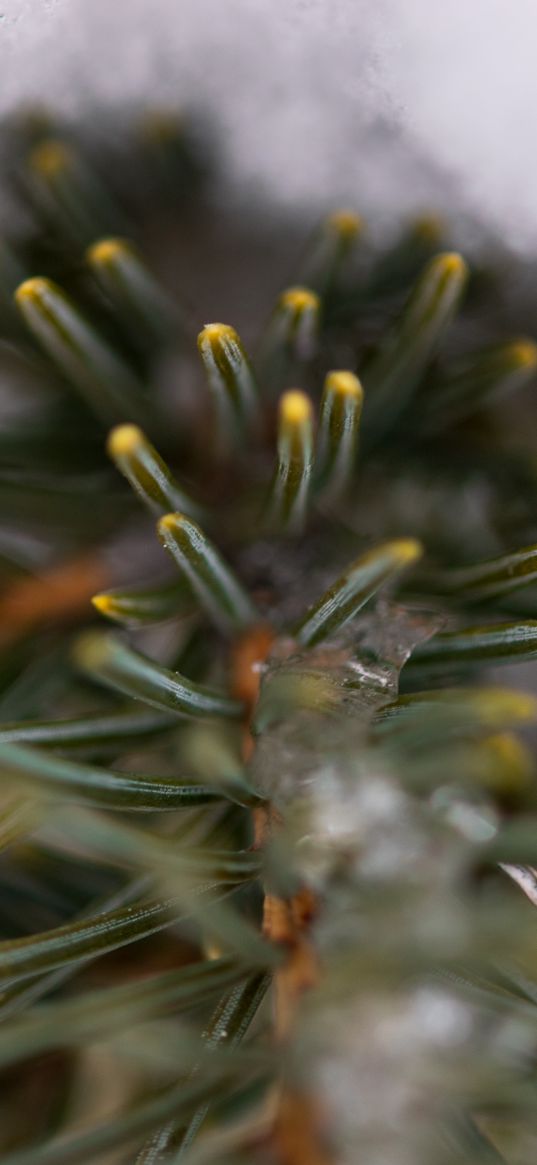 pine, branch, needles, ice, winter