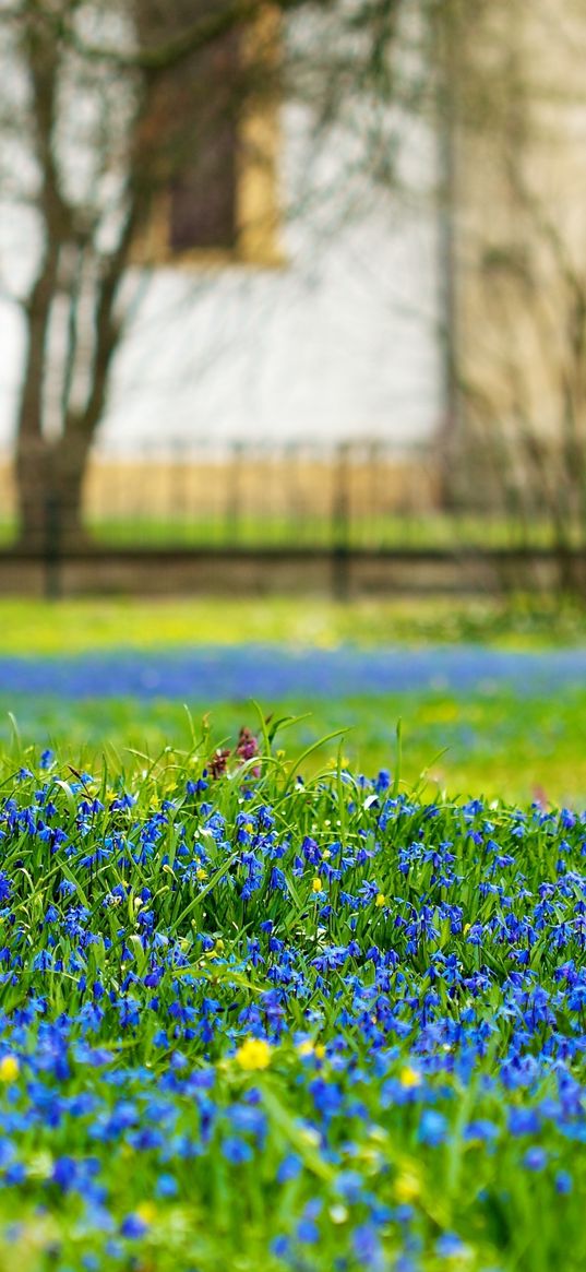 flowers, macro, earth, tree, trunk