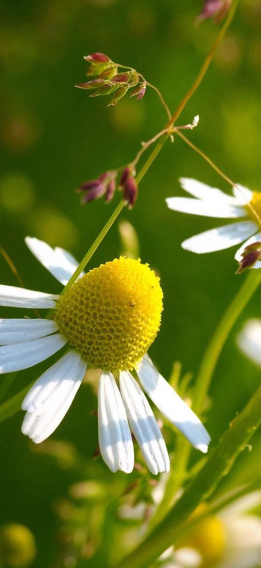 macro, flowers, daisy, yellow, green