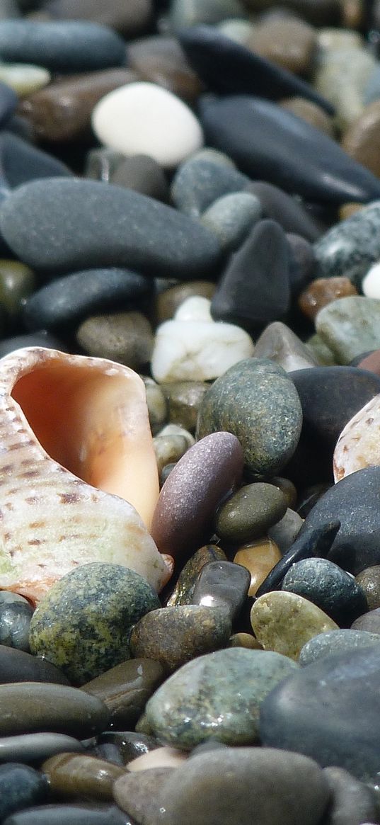 cockleshells, sinks, coast, stones