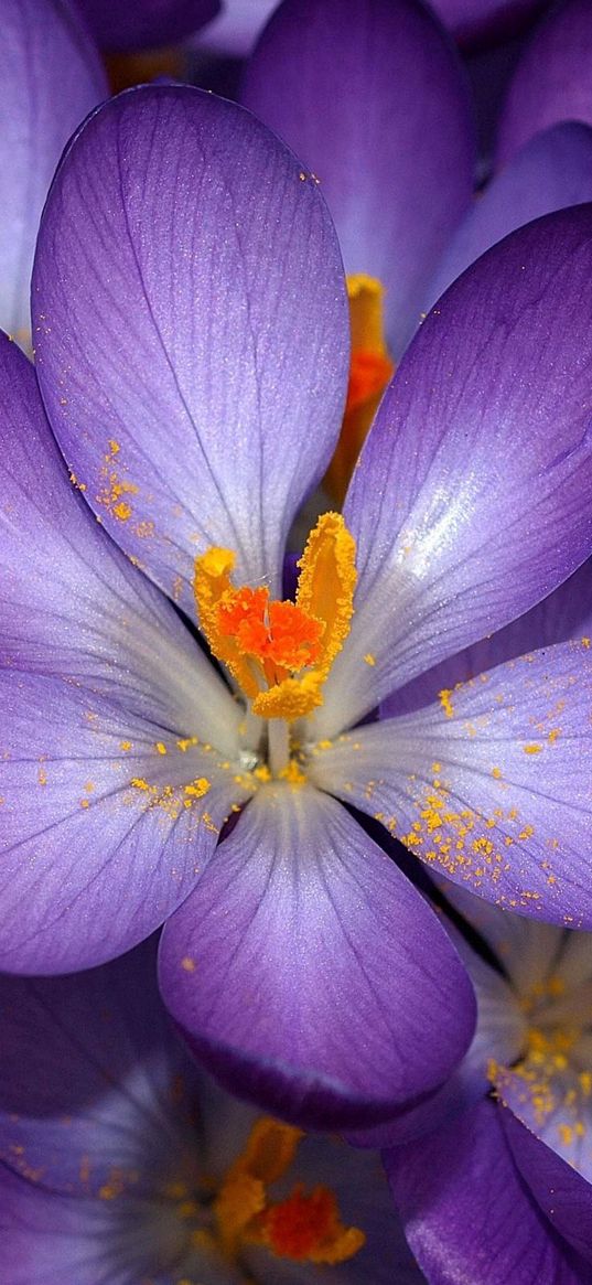 macro, flower, purple, orange, small