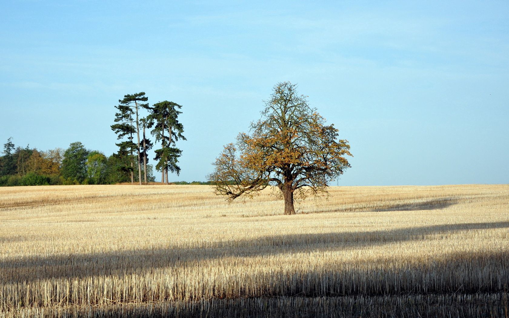 tree, field, lonely, autumn, shadows